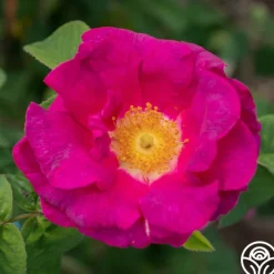 Apothecary's Rose>Heirloom Roses