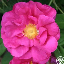 Apothecary's Rose><noscript><img width=