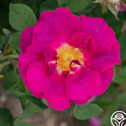 Apothecary's Rose><noscript><img width=