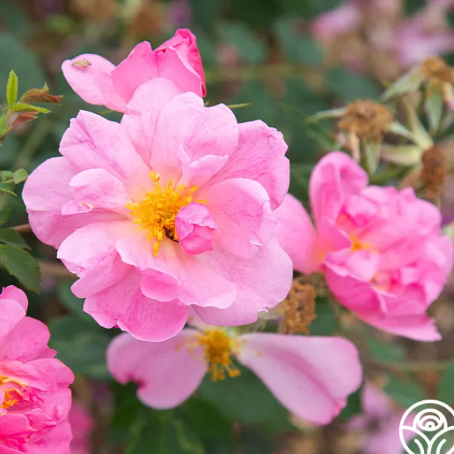 Applejack>Heirloom Roses