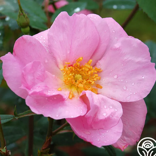 Applejack>Heirloom Roses