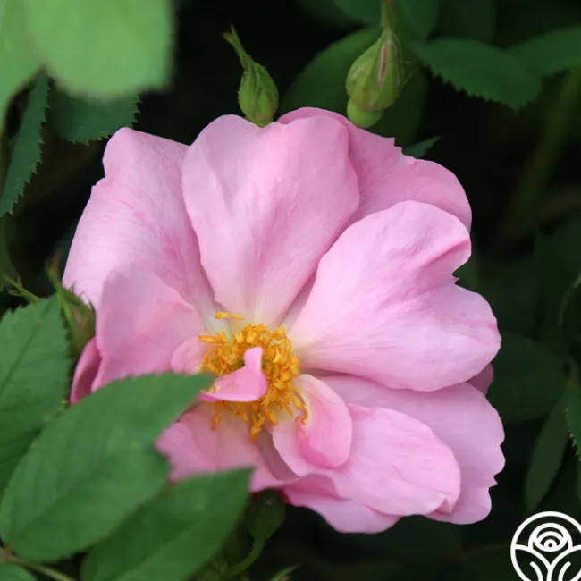 Applejack>Heirloom Roses