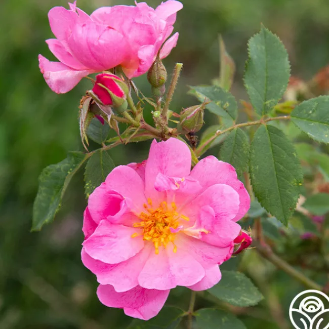 Applejack>Heirloom Roses