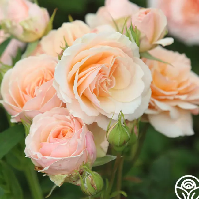 Apricot Abundance™>Heirloom Roses Clearance