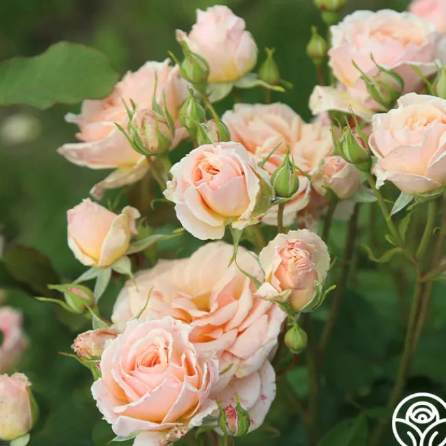 Apricot Abundance™>Heirloom Roses Clearance