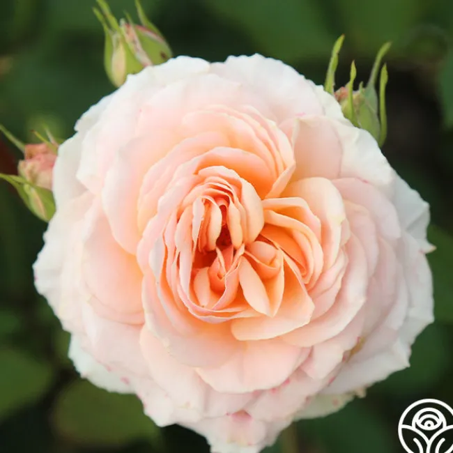 Apricot Abundance™>Heirloom Roses Clearance