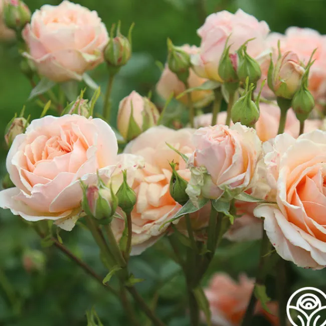 Apricot Abundance™>Heirloom Roses Clearance