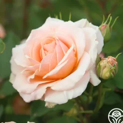Apricot Abundance™><noscript><img width=