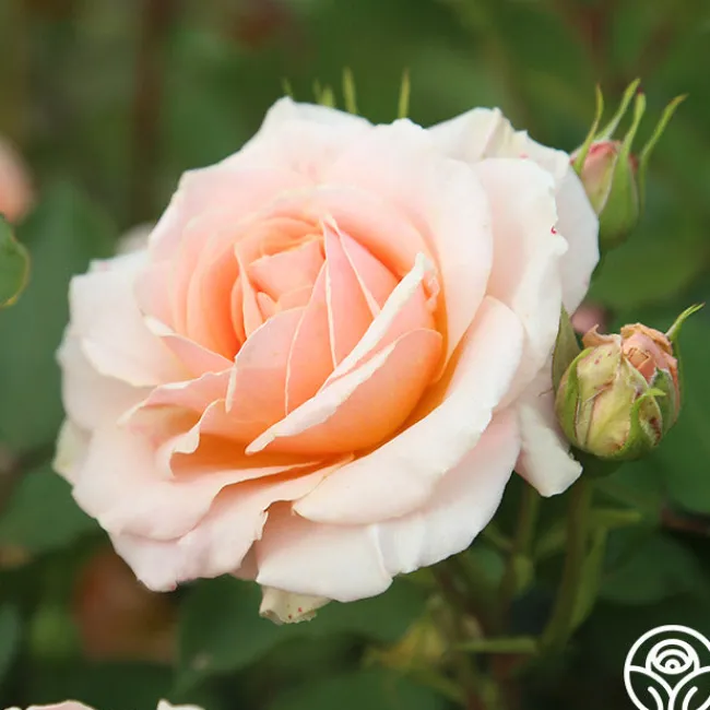Apricot Abundance™>Heirloom Roses Clearance