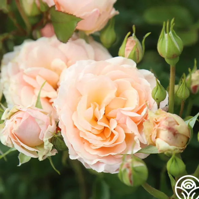 Apricot Abundance™>Heirloom Roses Clearance