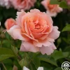 Apricot Candy™>Heirloom Roses New