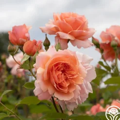 Apricot Candy™>Heirloom Roses New