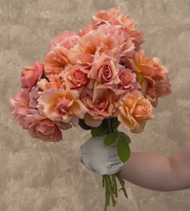 Apricot Candy™>Heirloom Roses New