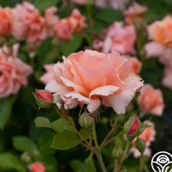 Apricot Candy™><noscript><img width=