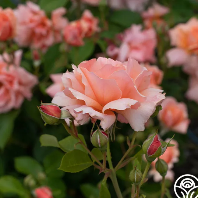 Apricot Candy™>Heirloom Roses New