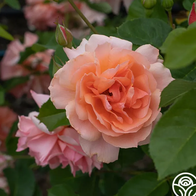 Apricot Candy™>Heirloom Roses New