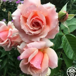 Apricot Candy™><noscript><img width=