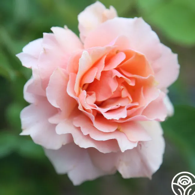 Apricot Candy™>Heirloom Roses New