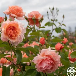 Apricot Candy™><noscript><img width=