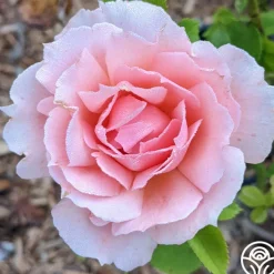 Apricot Candy™><noscript><img width=