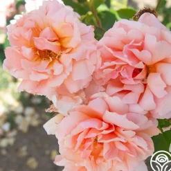 Apricot Candy™><noscript><img width=