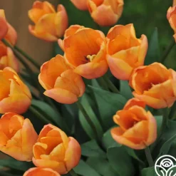 Apricot Foxx>Heirloom Roses