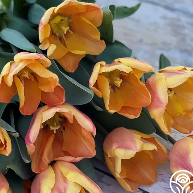 Apricot Foxx>Heirloom Roses