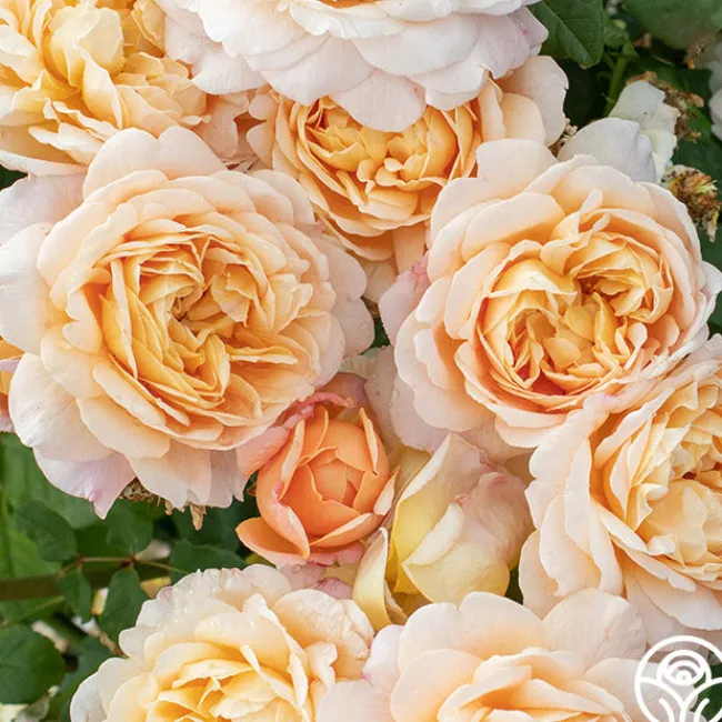 Apricot Impressionist™>Heirloom Roses Best