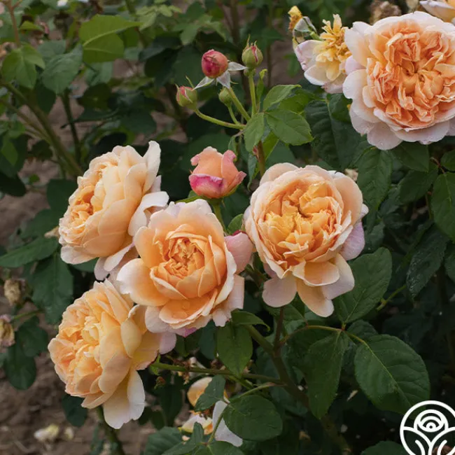 Apricot Impressionist™>Heirloom Roses Best
