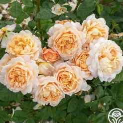 Apricot Impressionist™><noscript><img width=