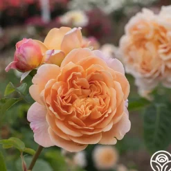 Apricot Impressionist™><noscript><img width=