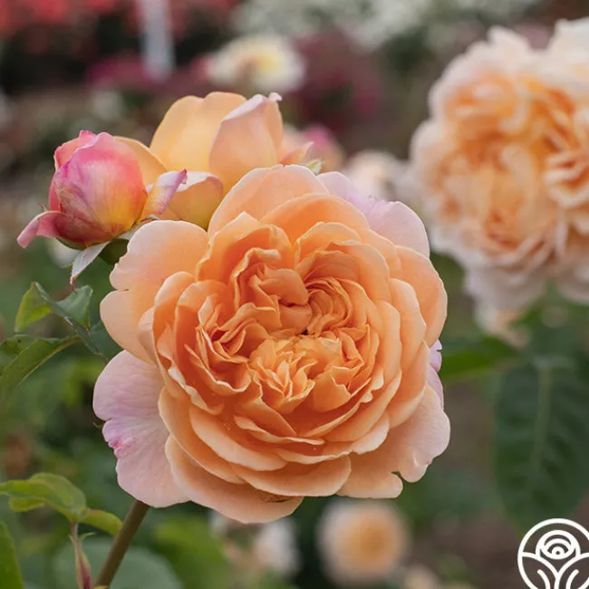 Apricot Impressionist™>Heirloom Roses Best