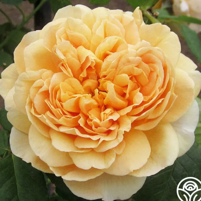 Apricot Impressionist™>Heirloom Roses Best