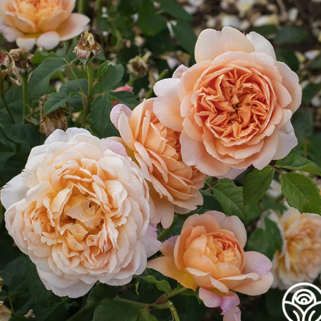 Apricot Impressionist™>Heirloom Roses Best
