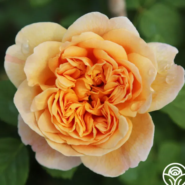 Apricot Impressionist™>Heirloom Roses Best
