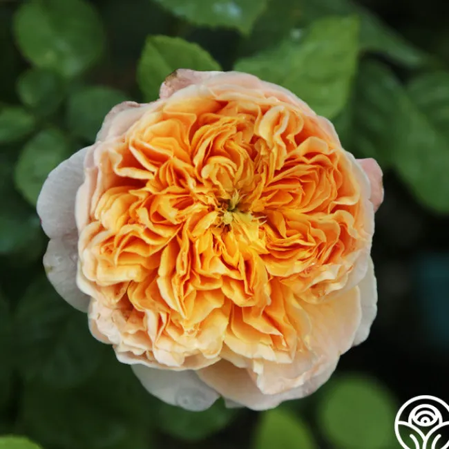 Apricot Impressionist™>Heirloom Roses Best