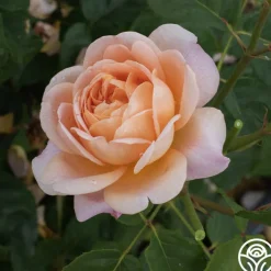 Apricot Impressionist™><noscript><img width=