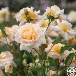 Apricot Nectar™>Heirloom Roses Best