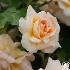 Apricot Nectar™>Heirloom Roses Best