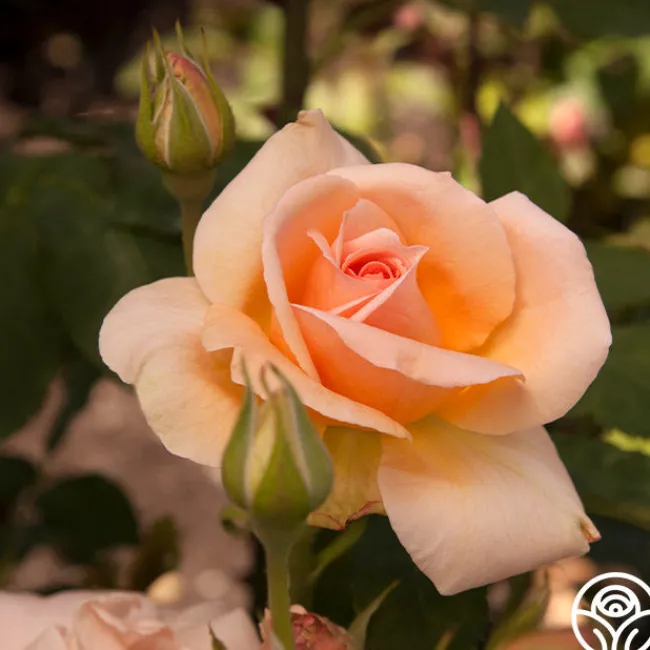Apricot Nectar™>Heirloom Roses Best