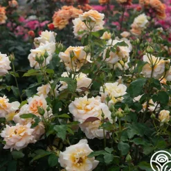 Apricot Nectar™><noscript><img width=