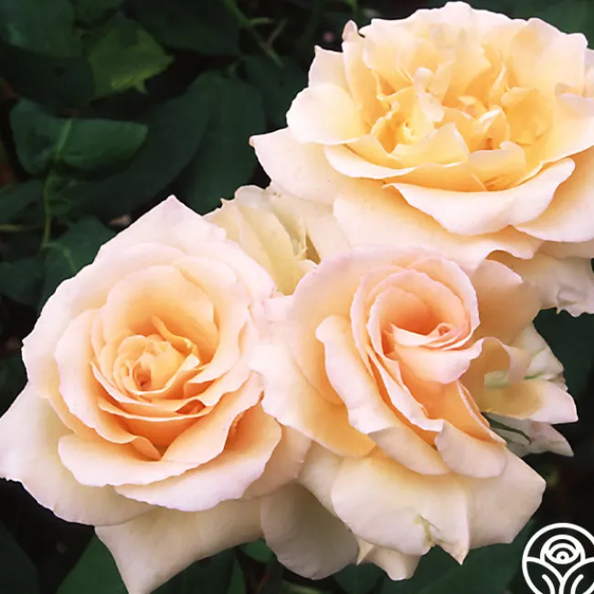 Apricot Nectar™>Heirloom Roses Best
