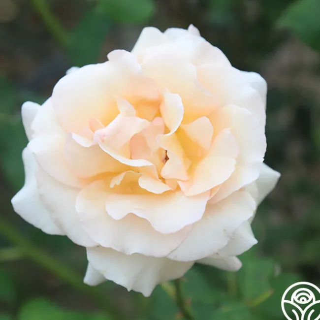 Apricot Nectar™>Heirloom Roses Best