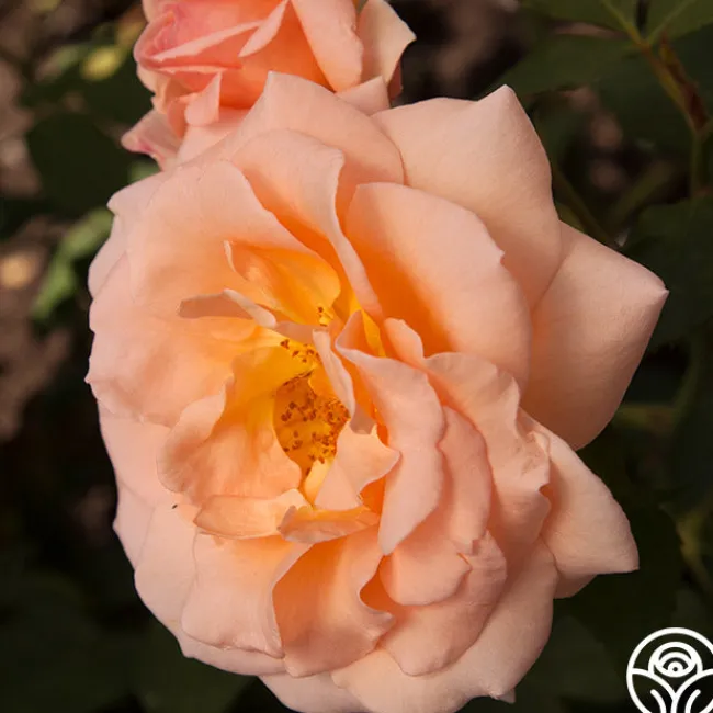 Apricot Nectar™>Heirloom Roses Best