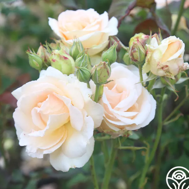 Apricot Nectar™>Heirloom Roses Best