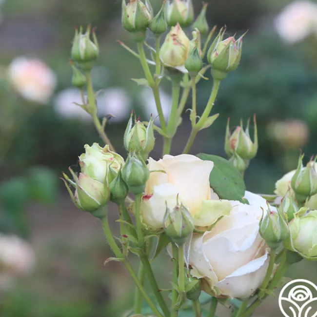 Apricot Nectar™>Heirloom Roses Best