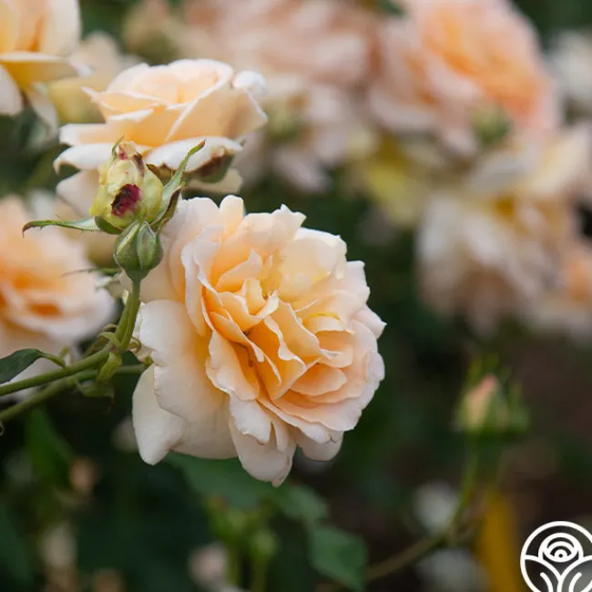 Apricot Nectar™>Heirloom Roses Best