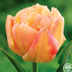 Apricot Symbiose>Heirloom Roses Clearance