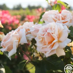 Apricots n' Cream™>Heirloom Roses Online