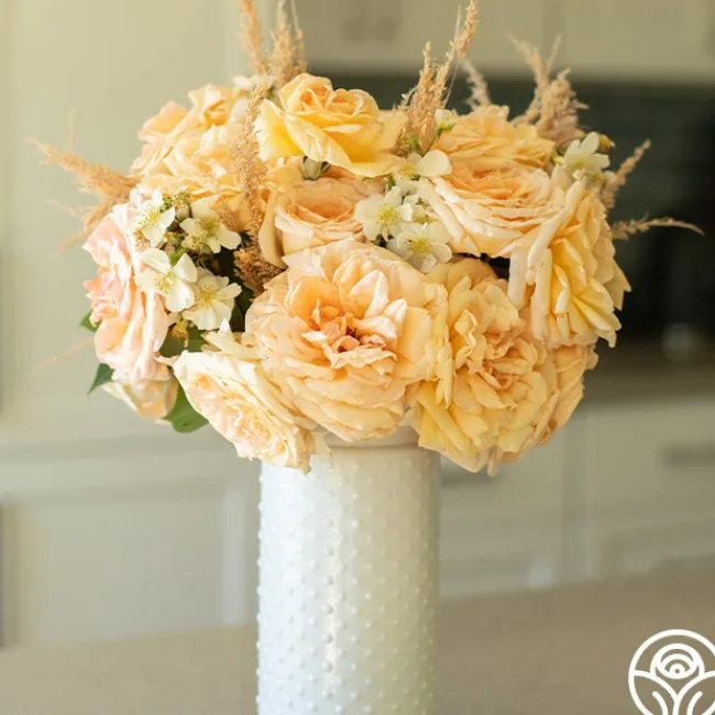 Apricots n' Cream™>Heirloom Roses Online